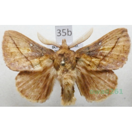 Euthrix potatoria (Linnaeus, 1758) male Czech35b